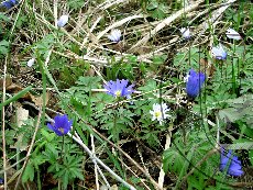 Ветренница нежная 001